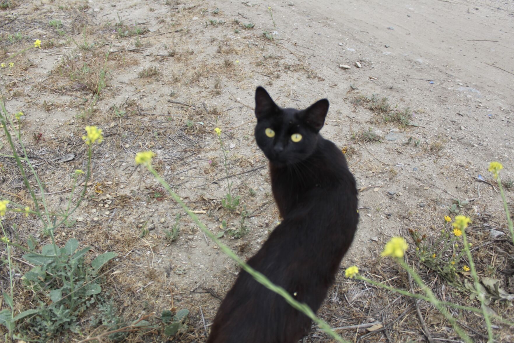 photocat